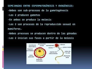 SEMEJANZAS ENTRE ESPERMATOGÉNESIS Y OVOGÉNESIS:
-Ambos son sub-procesos de la gametogénesis
-Los 2 producen gametos
-En ambos se produce la meiosis
-Los 2 son procesos de la reproducción sexual en
mamíferos.
-Ambos procesos se producen dentro de las gónadas
-Los 2 inician sus fases a partir de la meiosis
 
