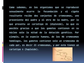 Como sabemos, en los organismos que se reproducen
sexualmente ocurre la fecundación y el cigoto
resultante recibe dos conjuntos de cromosomas, uno
proveniente del padre y el otro de la madre, por lo
que presenta un cariotipo 2n (diploide), lo que es
posible gracias a que los gametos contienen en su
núcleo solo la mitad de la dotación genética. Por
ejemplo, en la especie humana, de los 46 cromosomas
homólogos, los gametos contienen solo un cromosoma de
cada par, es decir 23 cromosomas, y por esto tienen un
cariotipo n (haploide).
 