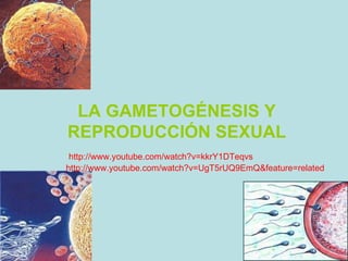 LA GAMETOGÉNESIS Y REPRODUCCIÓN SEXUAL http://www.youtube.com/watch?v=kkrY1DTeqvs http://www.youtube.com/watch?v=UgT5rUQ9EmQ&feature=related 