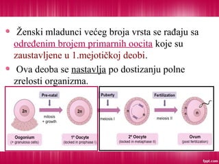 Ženski mladunci većeg broja vrsta se rađaju sa
određenim brojem primarnih oocita koje su
zaustavljene u 1.mejotičkoj deobi.
Ova deoba se nastavlja po dostizanju polne
zrelosti organizma.
 
