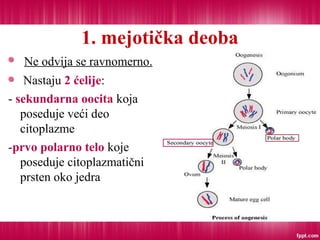 1. mejotička deoba
Ne odvija se ravnomerno.
Nastaju 2 ćelije:
- sekundarna oocita koja
poseduje veći deo
citoplazme
-prvo polarno telo koje
poseduje citoplazmatični
prsten oko jedra
 