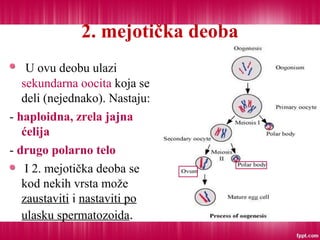 2. mejotička deoba
U ovu deobu ulazi
sekundarna oocita koja se
deli (nejednako). Nastaju:
- haploidna, zrela jajna
ćelija
- drugo polarno telo
I 2. mejotička deoba se
kod nekih vrsta može
zaustaviti i nastaviti po
ulasku spermatozoida.
 