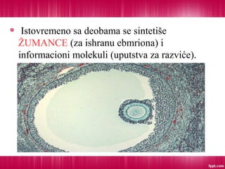 Istovremeno sa deobama se sintetiše
ŽUMANCE (za ishranu ebmriona) i
informacioni molekuli (uputstva za razviće).
 