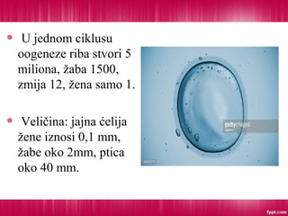 U jednom ciklusu
oogeneze riba stvori 5
miliona, žaba 1500,
zmija 12, žena samo 1.
Veličina: jajna ćelija
žene iznosi 0,1 mm,
žabe oko 2mm, ptica
oko 40 mm.
 