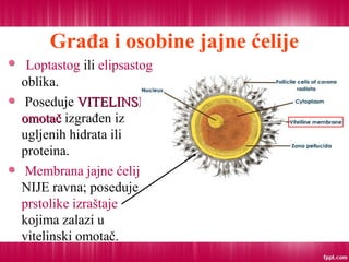 Građa i osobine jajne ćelije
Loptastog ili elipsastog
oblika.
Poseduje VITELINSKIVITELINSKI
omotačomotač izgrađen iz
ugljenih hidrata ili
proteina.
Membrana jajne ćelije
NIJE ravna; poseduje
prstolike izraštaje
kojima zalazi u
vitelinski omotač.
 