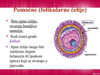 Pomoćne (folikularne ćelije)
Štite jajnu ćeliju,
stvaraju hranljive
materije.
Kod sisara grade
folikul.
Jajne ćelije mogu biti
zaštićene slojem
belanceta ili ljuskom
(ptice) koji se stvaraju u
jajovodu.
 