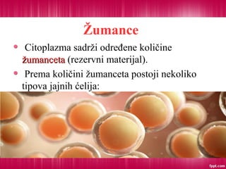 Žumance
Citoplazma sadrži određene količine
žumancetažumanceta (rezervni materijal).
Prema količini žumanceta postoji nekoliko
tipova jajnih ćelija:
 