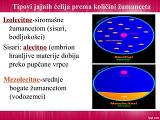 Tipovi jajnih ćelija prema količini žumanceta
Izolecitne-siromašne
žumancetom (sisari,
bodljokošci)
Sisari: alecitno (embrion
hranljive materije dobija
preko pupčane vrpce
Mezolecitne-srednje
bogate žumancetom
(vodozemci)
 