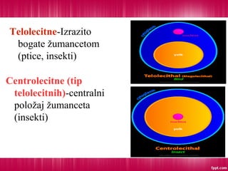 Telolecitne-Izrazito
bogate žumancetom
(ptice, insekti)
Centrolecitne (tip
telolecitnih)-centralni
položaj žumanceta
(insekti)
 
