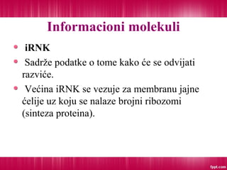 Informacioni molekuli
iRNK
Sadrže podatke o tome kako će se odvijati
razviće.
Većina iRNK se vezuje za membranu jajne
ćelije uz koju se nalaze brojni ribozomi
(sinteza proteina).
 