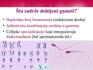 Šta sadrže dobijeni gameti?
• Haploidan broj hromozoma (redukciona deoba)
• Jedinstvenu kombinaciju osobina u genomu
• Ćelijske specijalizacije koje omogućavaju
funkcionalnost (bič spermatozoida itd.)
 