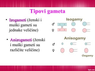Tipovi gameta
• IzogametiIzogameti (ženski i
muški gameti su
jednake veličine)
• AnizogametiAnizogameti (ženski
i muški gameti su
različite veličine)
 