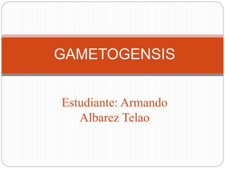 Estudiante: Armando
Albarez Telao
GAMETOGENSIS
 