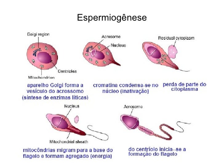 Com Relação A Gametogenese Humana é Correto Afirmar Que
