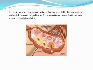 Os ovários alternam-se na maturação dos seus folículos, ou seja, a
cada ciclo menstrual, a liberação de um óvulo, ou ovulação, acontece
em um dos dois ovários.

 