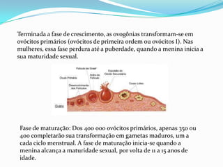 Terminada a fase de crescimento, as ovogônias transformam-se em
ovócitos primários (ovócitos de primeira ordem ou ovócitos I). Nas
mulheres, essa fase perdura até a puberdade, quando a menina inicia a
sua maturidade sexual.

Fase de maturação: Dos 400 000 ovócitos primários, apenas 350 ou
400 completarão sua transformação em gametas maduros, um a
cada ciclo menstrual. A fase de maturação inicia-se quando a
menina alcança a maturidade sexual, por volta de 11 a 15 anos de
idade.

 