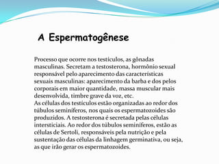 A Espermatogênese
Processo que ocorre nos testículos, as gônadas
masculinas. Secretam a testosterona, hormônio sexual
responsável pelo aparecimento das características
sexuais masculinas: aparecimento da barba e dos pelos
corporais em maior quantidade, massa muscular mais
desenvolvida, timbre grave da voz, etc.
As células dos testículos estão organizadas ao redor dos
túbulos seminíferos, nos quais os espermatozoides são
produzidos. A testosterona é secretada pelas células
intersticiais. Ao redor dos túbulos seminíferos, estão as
células de Sertoli, responsáveis pela nutrição e pela
sustentação das células da linhagem germinativa, ou seja,
as que irão gerar os espermatozoides.

 