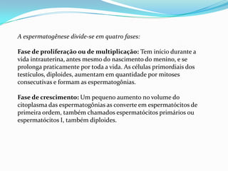 A espermatogênese divide-se em quatro fases:
Fase de proliferação ou de multiplicação: Tem início durante a
vida intrauterina, antes mesmo do nascimento do menino, e se
prolonga praticamente por toda a vida. As células primordiais dos
testículos, diploides, aumentam em quantidade por mitoses
consecutivas e formam as espermatogônias.

Fase de crescimento: Um pequeno aumento no volume do
citoplasma das espermatogônias as converte em espermatócitos de
primeira ordem, também chamados espermatócitos primários ou
espermatócitos I, também diploides.

 