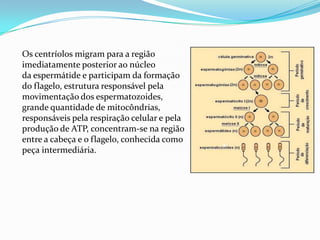 Os centríolos migram para a região
imediatamente posterior ao núcleo
da espermátide e participam da formação
do flagelo, estrutura responsável pela
movimentação dos espermatozoides,
grande quantidade de mitocôndrias,
responsáveis pela respiração celular e pela
produção de ATP, concentram-se na região
entre a cabeça e o flagelo, conhecida como
peça intermediária.

 