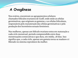 A Ovogênese
Nos ovários, encontram-se agrupamentos celulares
chamados folículos ovarianos de Graff, onde estão as células
germinativas, que originam os gametas, e as células foliculares,
responsáveis pela manutenção das células germinativas e pela
produção dos hormônios sexuais femininos.
Nas mulheres, apenas um folículo ovariano entra em maturação a
cada ciclo menstrual, período compreendido entre duas
menstruações consecutivas e que dura, em média, 28 dias. Isso
significa que, a cada ciclo, apenas um gameta torna-se maduro e é
liberado no sistema reprodutor da mulher.

 