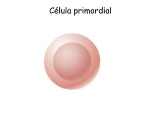 Célula primordial
 