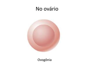 No ovário
Ovogônia
 