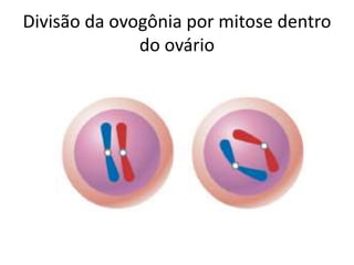 Divisão da ovogônia por mitose dentro
do ovário
 