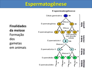 Finalidades
da meiose
Formação
dos
gametas
em animais
Espermatogênese
 
