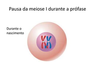 Pausa da meiose I durante a prófase
Durante o
nascimento
 