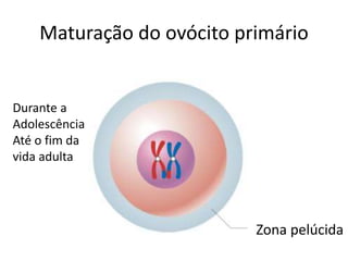 Maturação do ovócito primário
Zona pelúcida
Durante a
Adolescência
Até o fim da
vida adulta
 