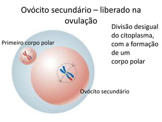 Ovócito secundário – liberado na
ovulação
Divisão desigual
do citoplasma,
com a formação
de um
corpo polar
Primeiro corpo polar
Ovócito secundário
 