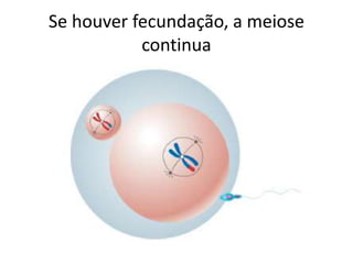 Se houver fecundação, a meiose
continua
 