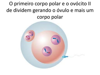 O primeiro corpo polar e o ovócito II
de dividem gerando o óvulo e mais um
corpo polar
 