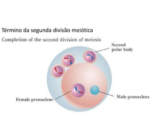 Término da segunda divisão meiótica
 