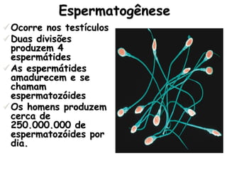 Espermatogênese
Ocorre nos testículos
Duas divisões
produzem 4
espermátides
As espermátides
amadurecem e se
chamam
espermatozóides
Os homens produzem
cerca de
250.000.000 de
espermatozóides por
dia.
 