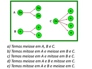 a) Temos meiose em A, B e C.
b) Temos mitose em A e meiose em B e C.
c) Temos meiose em A e mitose em B e C.
d) Temos meiose em A e B e mitose em C.
e) Temos mitose em A e B e meiose em C.
 