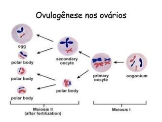 Ovulogênese nos ovários
 