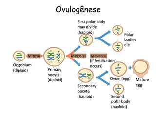 Ovulogênese
Oogonium
(diploid)
Mitosis
Primary
oocyte
(diploid)
Meiosis I
Secondary
oocyte
(haploid)
Meiosis II
(if fertilization
occurs)
First polar body
may divide
(haploid)
Polar
bodies
die
Ovum (egg)
Second
polar body
(haploid)
a
A
X
X
a
X
A X
a
X
a
X
Mature
egg
A
X
A
X
 