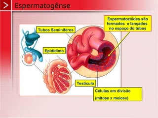 Espermatozóides são
formados e lançados
no espaço do tubos
Células em divisão
(mitose x meiose)
Testículo
Epidídimo
Tubos Seminíferos
Espermatogênse
 