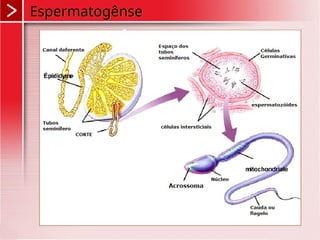 Espermatogênse
 