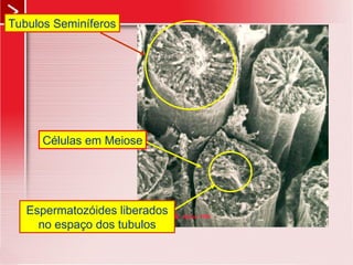 Tubulos Seminíferos
Espermatozóides liberados
no espaço dos tubulos
Células em Meiose
 