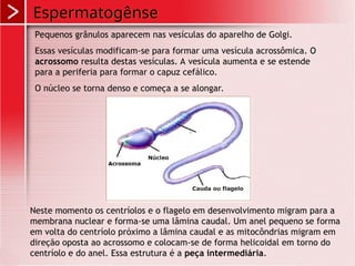 Espermatogênse
Pequenos grânulos aparecem nas vesículas do aparelho de Golgi.
Essas vesículas modificam-se para formar uma vesícula acrossômica. O
acrossomo resulta destas vesículas. A vesícula aumenta e se estende
para a periferia para formar o capuz cefálico.
O núcleo se torna denso e começa a se alongar.
Neste momento os centríolos e o flagelo em desenvolvimento migram para a
membrana nuclear e forma-se uma lâmina caudal. Um anel pequeno se forma
em volta do centríolo próximo a lâmina caudal e as mitocôndrias migram em
direção oposta ao acrossomo e colocam-se de forma helicoidal em torno do
centríolo e do anel. Essa estrutura é a peça intermediária.
 