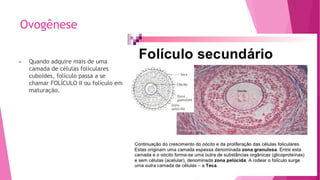 Ovogênese
► Quando adquire mais de uma
camada de células foliculares
cuboides, folículo passa a se
chamar FOLÍCULO II ou folículo em
maturação.
 