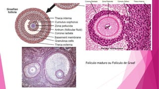 Folículo maduro ou Folículo de Graaf
 