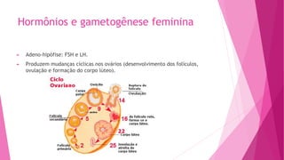 Hormônios e gametogênese feminina
► Adeno-hipófise: FSH e LH.
► Produzem mudanças cíclicas nos ovários (desenvolvimento dos folículos,
ovulação e formação do corpo lúteo).
 