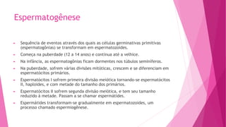 Espermatogênese
► Sequência de eventos através dos quais as células germinativas primitivas
(espermatogônias) se transformam em espermatozoides.
► Começa na puberdade (12 a 14 anos) e continua até a velhice.
► Na infância, as espermatogônias ficam dormentes nos túbulos seminíferos.
► Na puberdade, sofrem várias divisões mitóticas, crescem e se diferenciam em
espermatócitos primários.
► Espermatócitos I sofrem primeira divisão meiótica tornando-se espermatócitos
II, haploides, e com metade do tamanho dos primários.
► Espermatócitos II sofrem segunda divisão meiótica, e tem seu tamanho
reduzido à metade. Passam a se chamar espermátides.
► Espermátides transformam-se gradualmente em espermatozoides, um
processo chamado espermiogênese.
 