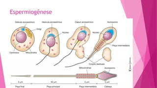 Espermiogênese
 