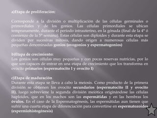 a)Etapa de proliferación:

Corresponde a la división o multiplicación de las células germinales o
primordiales y de los gonios. Las células primordiales se ubican
tempranamente, durante el periodo intrauterino, en la gónada (final de la 4° ó
comienzo de la 5° semana). Estas células son diploides y durante esta etapa se
dividen por sucesivas mitosis, dando origen a numerosas células más
pequeñas denominadas gonios (ovogonios y espermatogonios)

b)Etapa de crecimiento:
Los gonios son células muy pequeñas y con pocas reservas nutricias, por lo
que son capaces de entrar en una etapa de crecimiento que los transforma en
ovocito primarios (espermatocito I y ovocito I)

c)Etapa de maduración
Durante esta etapa se lleva a cabo la meiosis. Como producto de la primera
división se obtienen los ovocito secundarios (espermatocito II y ovocito
II), luego sobreviene la segunda división meiótica originándose las células
haploides, que en los machos son las espermátidas y en las hembras los
óvulos. En el caso de la Espermatogénesis, las espermátidas aun tienen que
sufrir una cuarta etapa de diferenciación para convertirse en espermatozoides
(espermiohistogénesis)
 