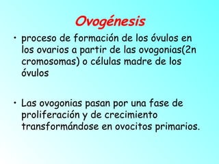 Ovogénesis
• proceso de formación de los óvulos en
los ovarios a partir de las ovogonias(2n
cromosomas) o células madre de los
óvulos
• Las ovogonias pasan por una fase de
proliferación y de crecimiento
transformándose en ovocitos primarios. 

 