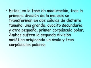 • Estos, en la fase de maduración, tras la
primera división de la meiosis se
transforman en dos células de distinto
tamaño, una grande, ovocito secundario,
y otra pequeña, primer corpúsculo polar.
Ambos sufren la segunda división
meiótica originando un óvulo y tres
corpúsculos polares

 